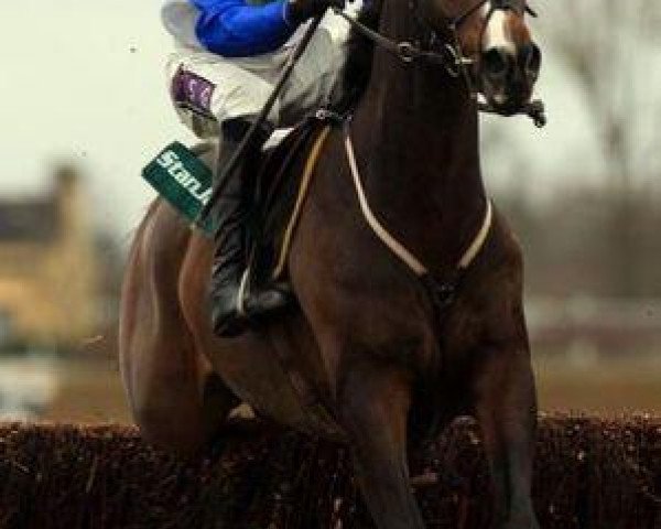 horse Mahogany Blaze xx (Thoroughbred, 2002, from Kahyasi xx)