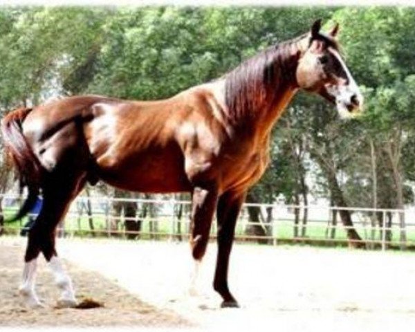 horse Mahfooth xx (Thoroughbred, 1997, from Diesis xx)