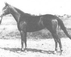 broodmare Porta 1931 ox (Arabian purebred, 1931, from Nedjari ox)