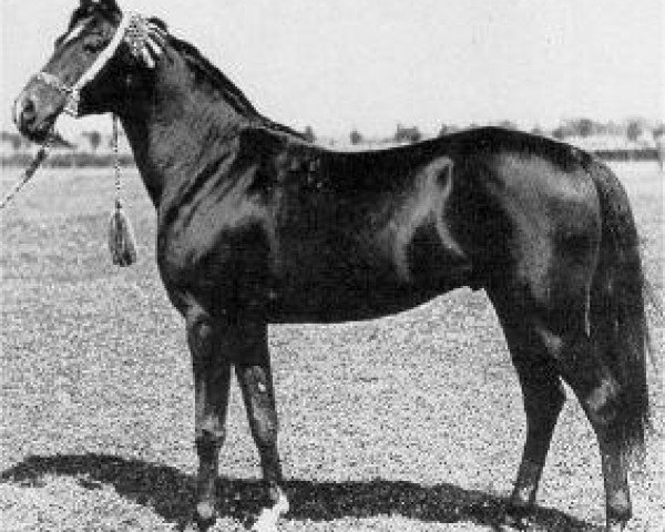 stallion Kuhailan Abu Urkub 1935 ox (Arabian purebred, 1935, from Kuhaylan Zaid RAS)