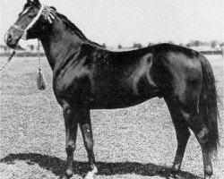 stallion Kuhailan Abu Urkub 1935 ox (Arabian purebred, 1935, from Kuhaylan Zaid RAS)