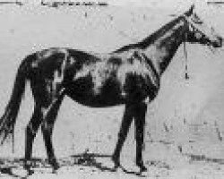broodmare Forta 1943 ox (Arabian purebred, 1943, from Kuhailan Abu Urkub 1935 ox)