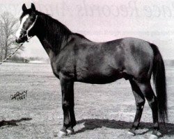 stallion Czort 1949 ox (Arabian purebred, 1949, from Wielki Szlem 1938 ox)