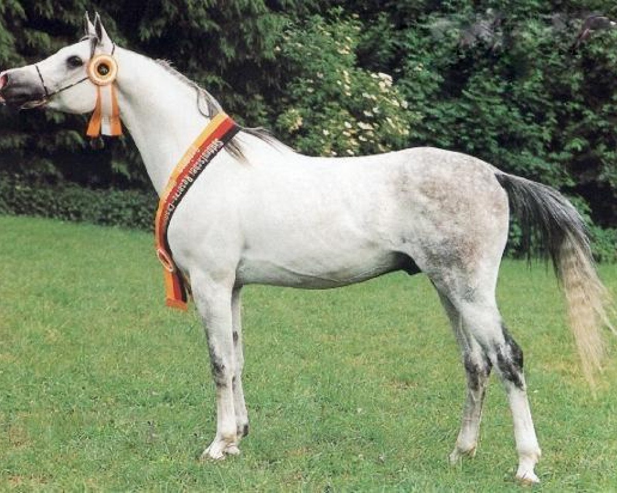 stallion Santhos 1981 ox (Arabian purebred, 1981, from Pierrot 1969 ox)