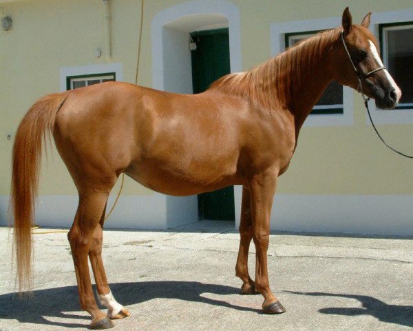 broodmare Valeska S 2000 ox (Arabian purebred, 2000, from Santhos 1981 ox)