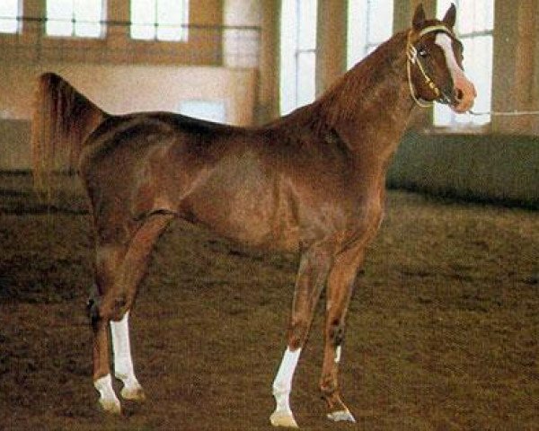 stallion Veresk 1983 ox (Arabian purebred, 1983, from Aswan 1958 EAO)