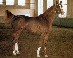 stallion Veresk 1983 ox (Arabian purebred, 1983, from Aswan 1958 EAO)