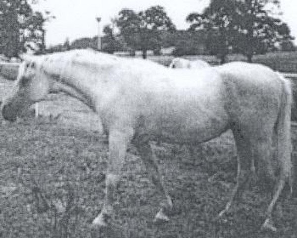broodmare 3 Siglavy Bagdady VI ox (Arabian purebred, 1967, from Siglavy Bagdady VI 1949 ox)