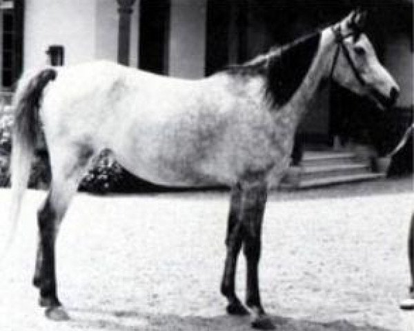 Zuchtstute Mamlouka 1953 EAO (Vollblutaraber, 1953, von Nazeer 1934 RAS)
