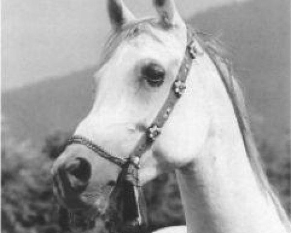 Zuchtstute Momtaza 1967 EAO (Vollblutaraber, 1967, von Sameh 1945 RAS)