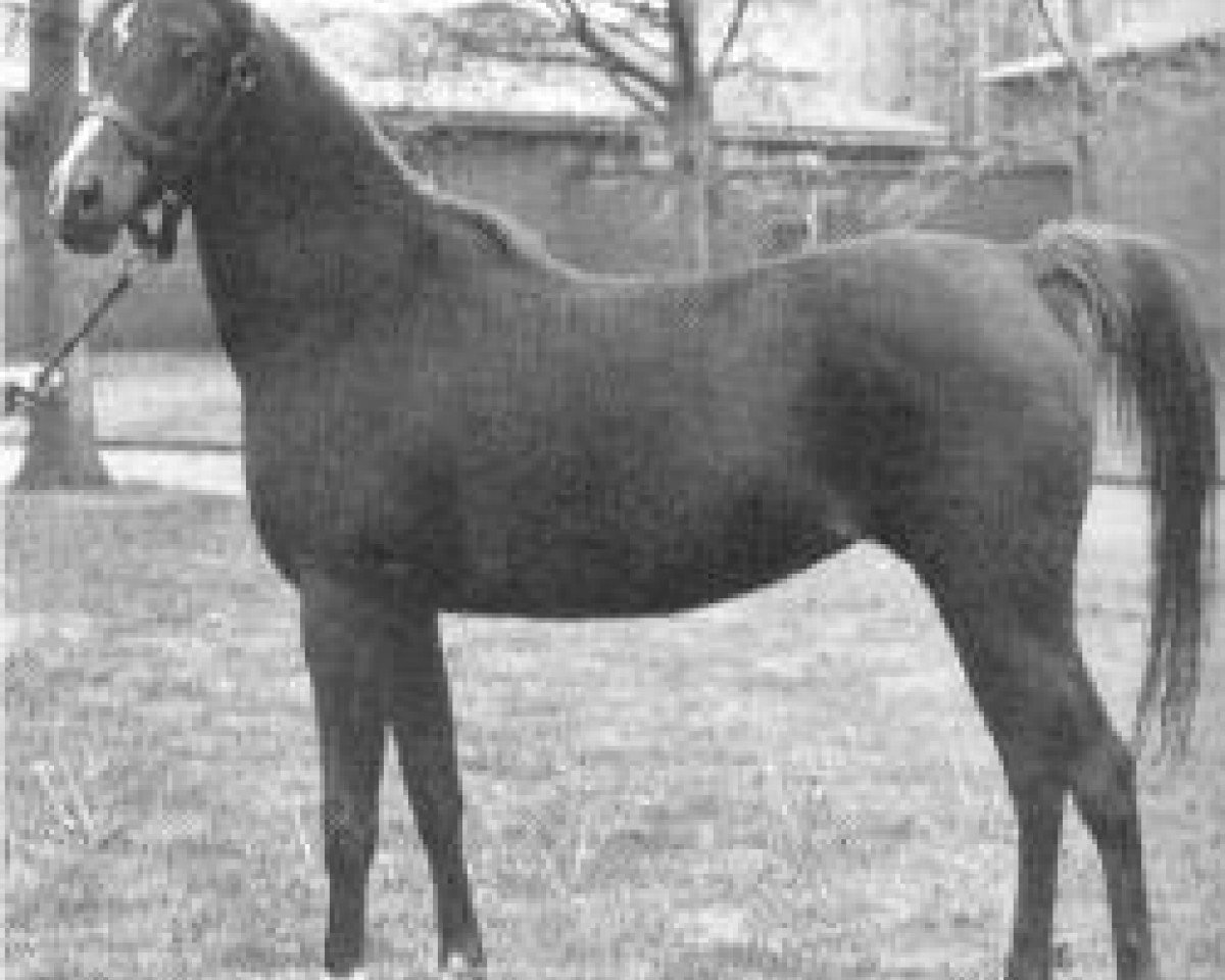broodmare Bint Magdi ox (Arabian purebred, 1972, from Ibn Galal 1966 EAO)