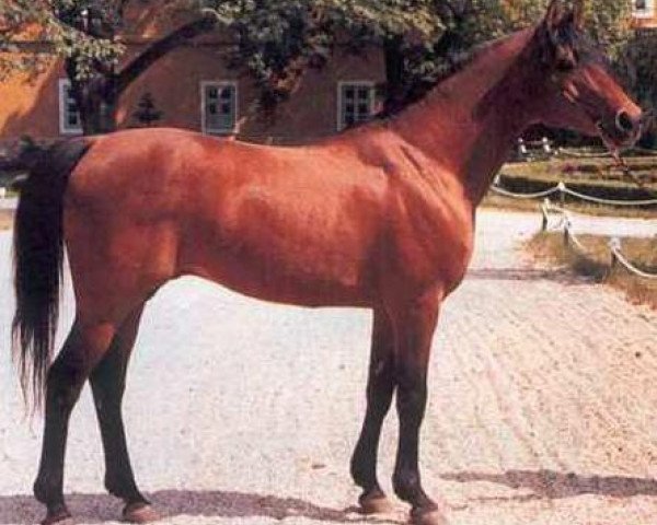 stallion Visbaden 1983 ox (Arabian purebred, 1983, from Naftalin 1977 ox)