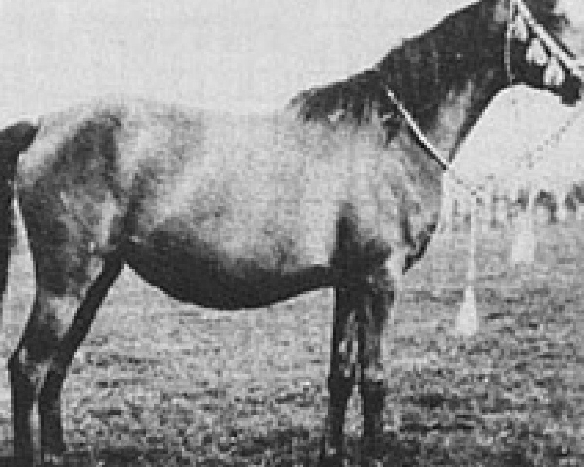broodmare Munira 1942 ox (Arabian purebred, 1942, from Kaszmir 1929 ox)