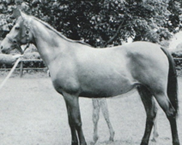 broodmare Bint Munira ox PASB 1261 (Arabian purebred, 1948, from Wielki Szlem 1938 ox)