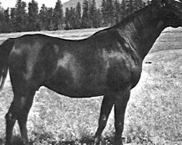 broodmare Bigotka 1958 ox (Arabian purebred, 1958, from Arcus ox)
