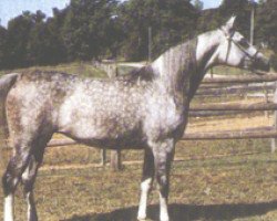 broodmare Negotka 1967 ox (Arabian purebred, 1967, from Negatiw 1945 ox)
