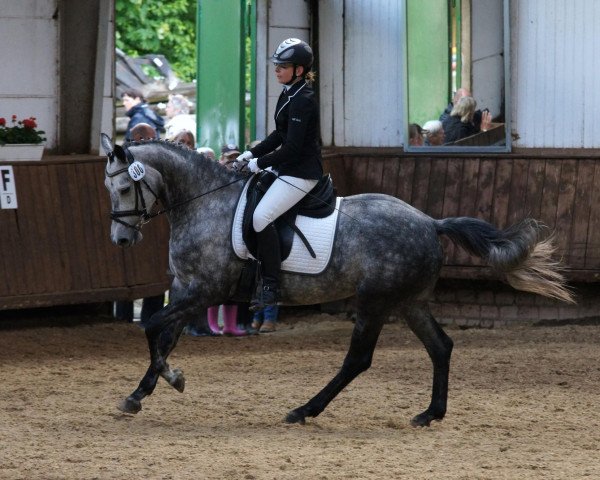 Dressurpferd Petite Fleur 157 (Oldenburger Springpferd, 2007, von Unbekannt)