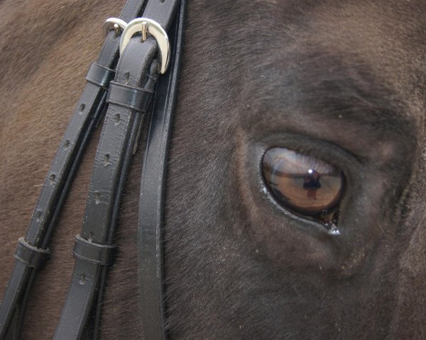 broodmare Waikiki 189 (Hanoverian, 1999, from Weltbogen)