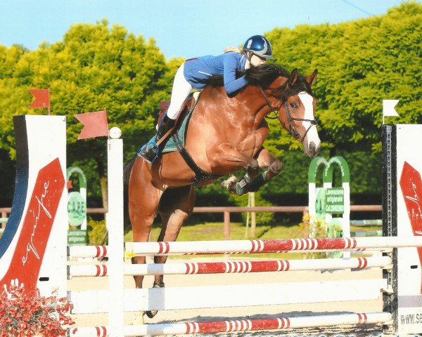 jumper Lorena Dei Castellani (Italian Warmblood, 2009, from Lord-Marco)