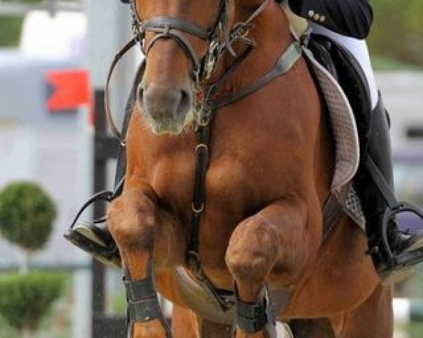 horse Power Pilot (Hanoverian, 1998, from Prestige Pilot) horse Power Pilot (Hanoverian, 1998, from Prestige Pilot)