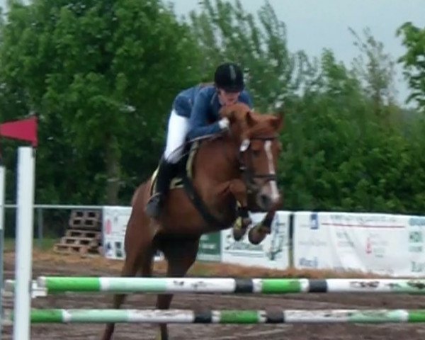 jumper Wespe 129 (German Riding Pony, 2003)