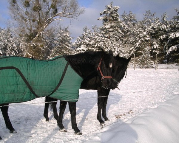 Zuchtstute Komtess Martine (Trakehner, 1990, von Matcho AA)
