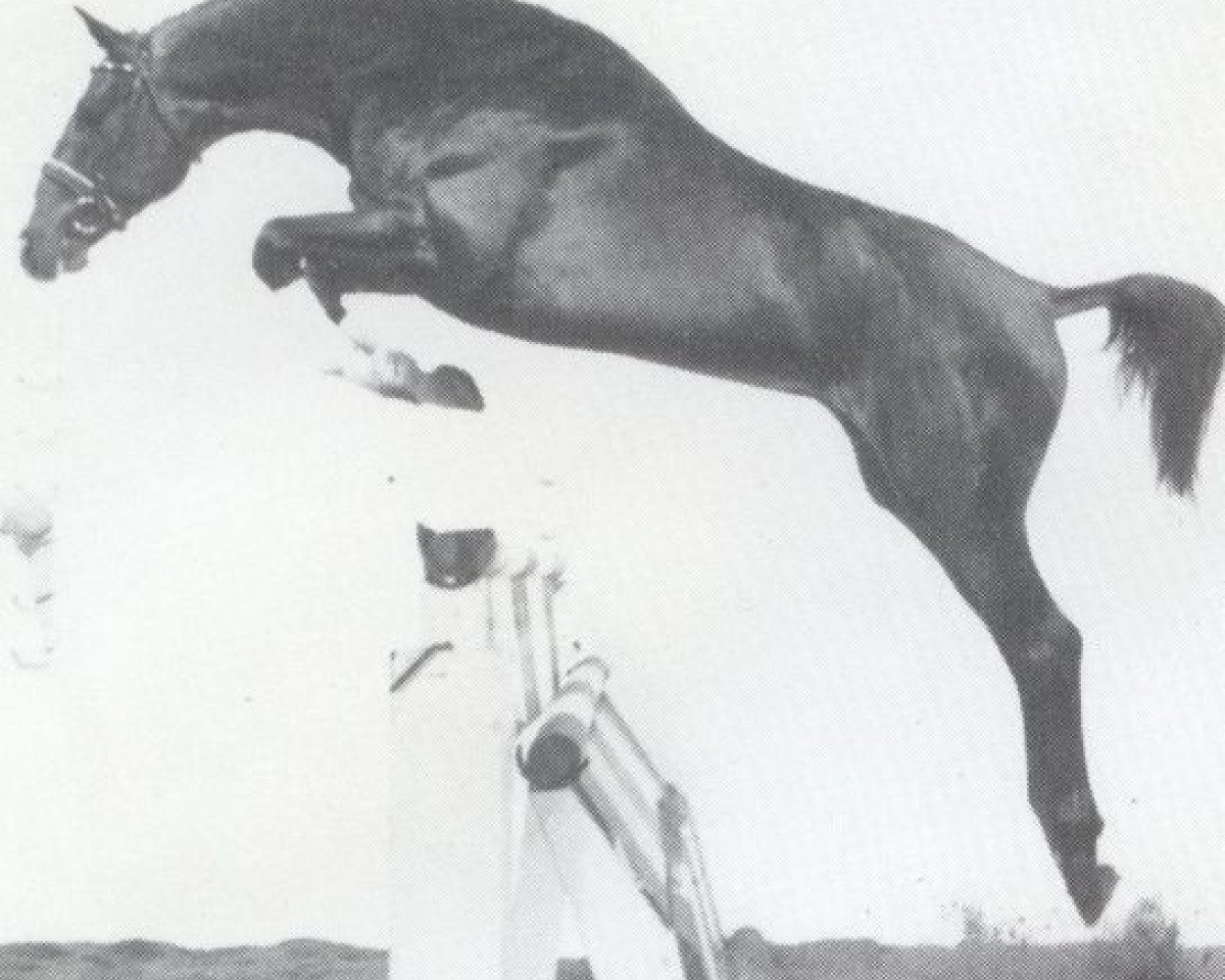 stallion Lagerfield (Holsteiner, 1986, from Lantaan)