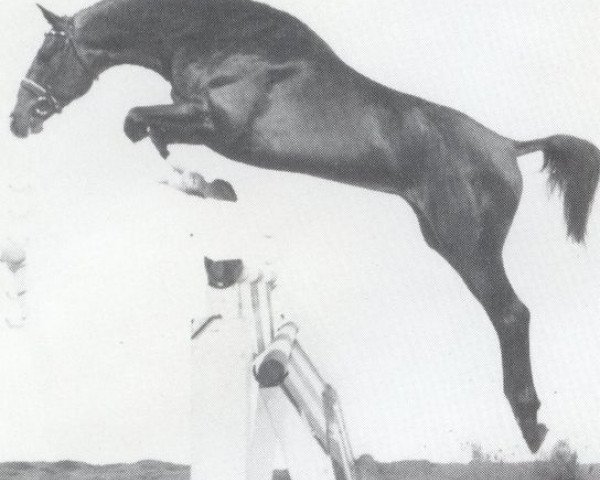 Deckhengst Lagerfield (Holsteiner, 1986, von Lantaan)