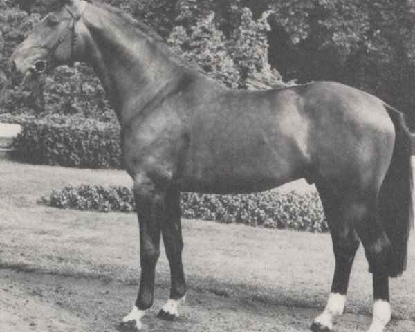 stallion Perlit (Westphalian, 1972, from Perseus)