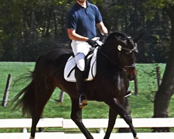 jumper Digit H (Westphalian, 2010, from Dijon)