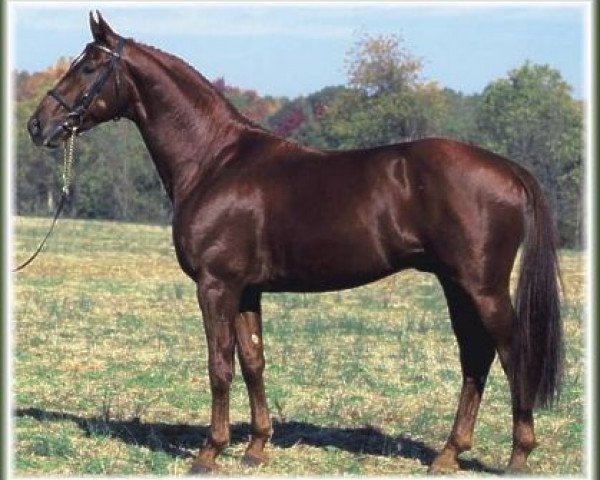 stallion Donnerlück (Rhinelander, 1994, from Donnerschlag)