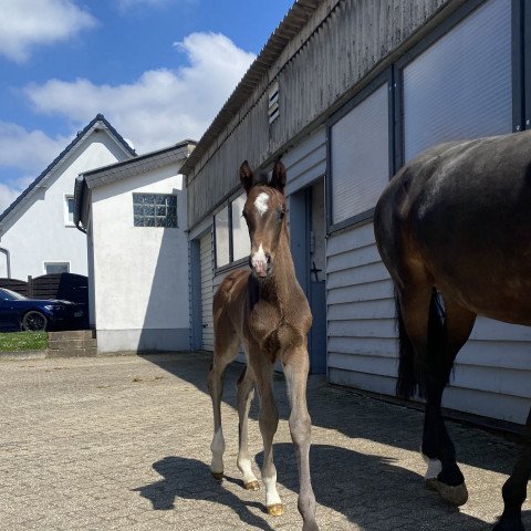 horse Secret Diamond PG (KWPN (Royal Dutch Sporthorse), 2022, from Secret)