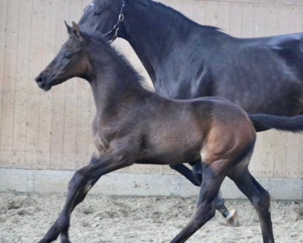 Pferd Prince Rea (Trakehner, 2021, von Instagram)
