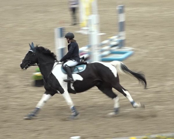 Reitturnier Ried am Riederberg 2022