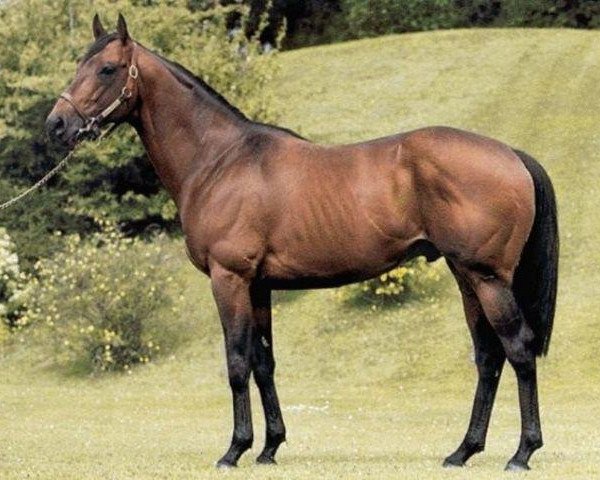Deckhengst Indian Rocket xx (Englisches Vollblut, 1994, von Indian Ridge xx)