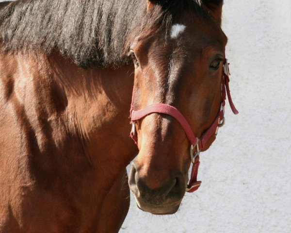 jumper Ceoma 5 (Bavarian, 1998, from Calvero)