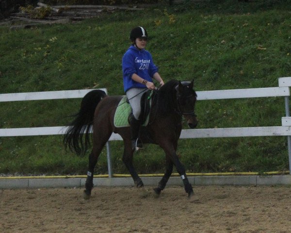 horse Saddam Ibn Salaam ox (Arabian purebred, 1995, from Ansata El Salaam ox)