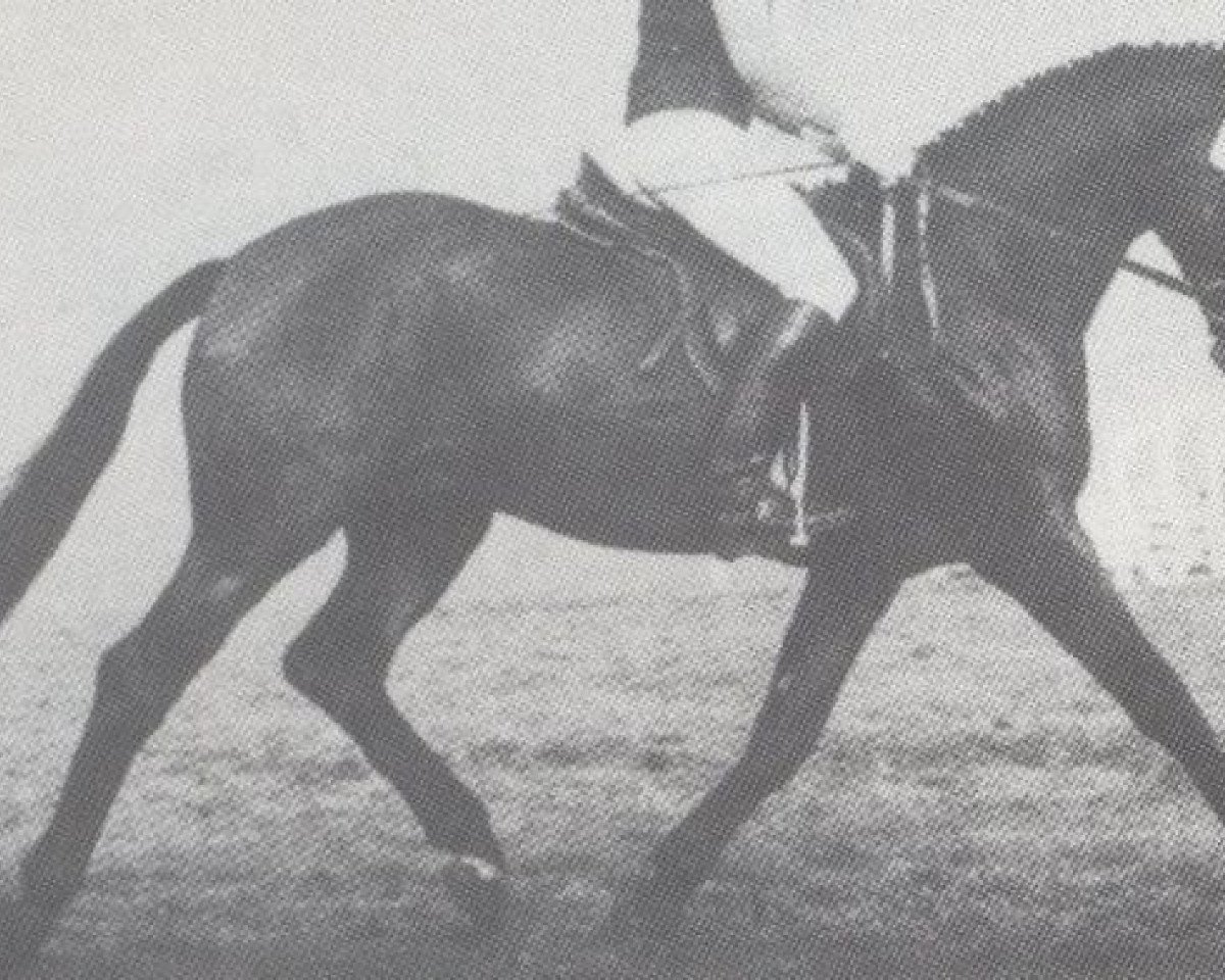 stallion Farewell (Hessian Warmblood, 1980, from Furioso's Sohn)