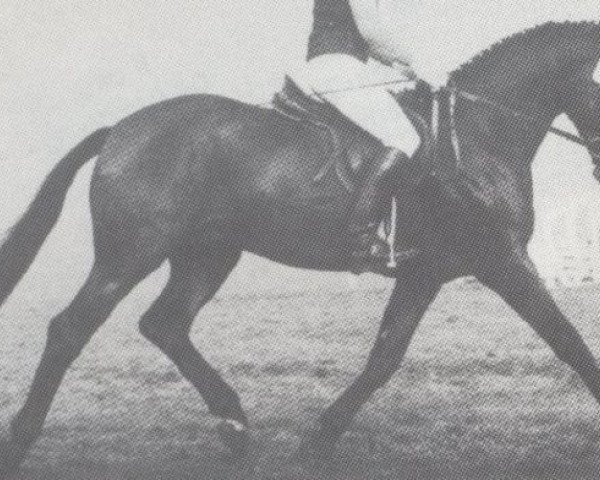 stallion Farewell (Hessian Warmblood, 1980, from Furioso's Sohn)