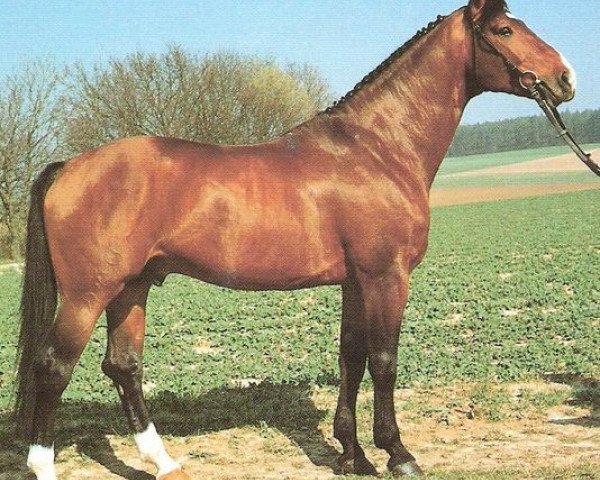 stallion San Salvador (Hanoverian, 1982, from San Fernando 3)