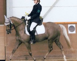 dressage horse Frederic 117 (British Riding Pony, 2001, from Craiglea Music Man)