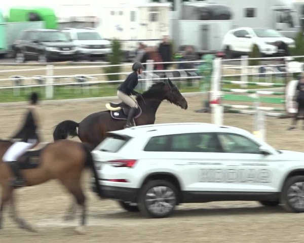 Reitturnier Ried am Riederberg 2022