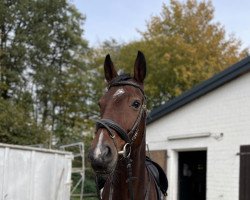 Cavallo da Dressage Soulcatcher (Oldenburger, 2010, di Swagman 2)