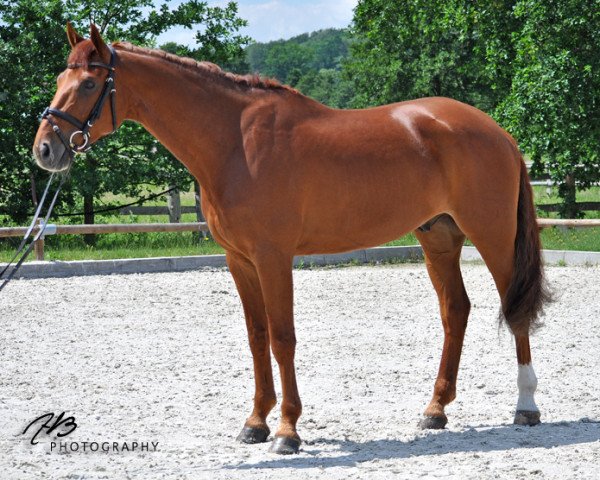dressage horse Printinus (Danish Warmblood, 2005, from Solos Landtinus)