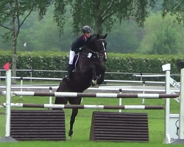 jumper For Me 26 (Oldenburg show jumper, 2006, from For Pleasure)