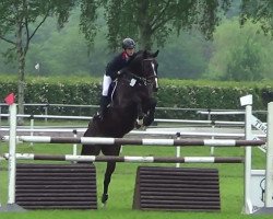 jumper For Me 26 (Oldenburg show jumper, 2006, from For Pleasure)
