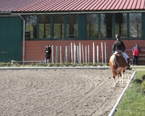 Reitturnier Schwanewede 2022