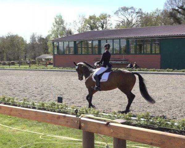 Reitturnier Schwanewede 2022