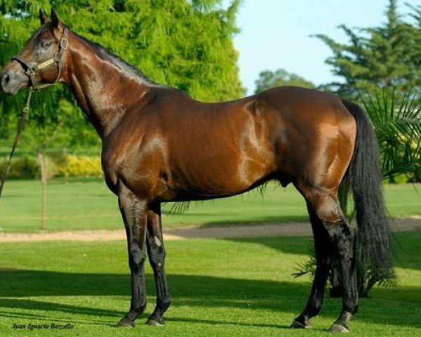 stallion Real Quiet xx (Thoroughbred, 1995, from Quiet American xx)