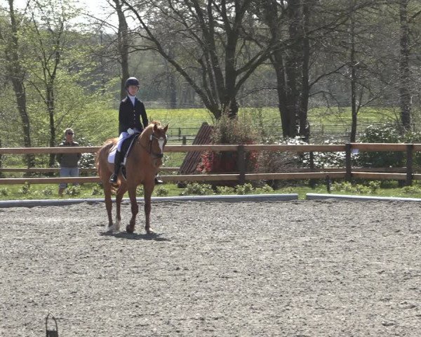 Reitturnier Schwanewede 2022